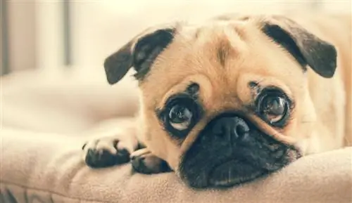 pug triste