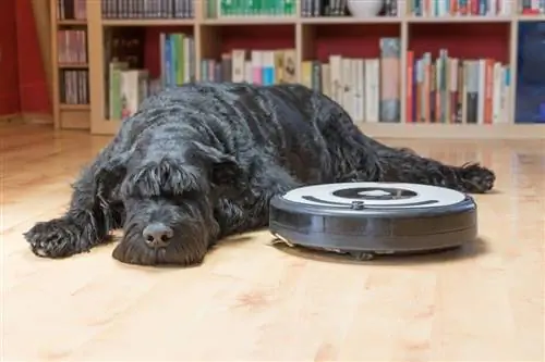 Cachorro entediado Giant Black Schnauzer está deitado ao lado do aspirador de pó robótico_frank11_shutterstock