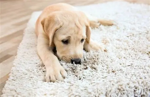 cachorro de laboratório mastigando carpete