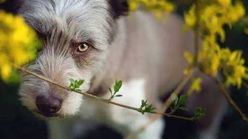 Bearded Collie ja lill