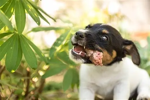 Ndihmë! Qeni im hëngri një kockë pule - Ja çfarë duhet të bëni (Përgjigja e Veterinës)