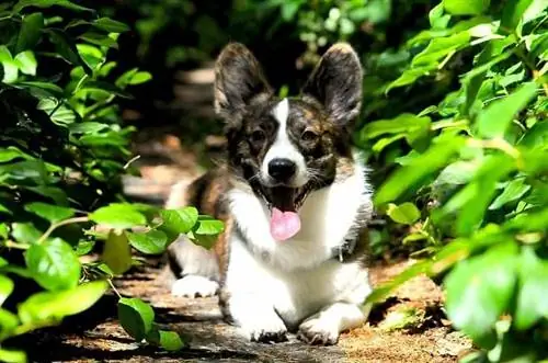 Corgi liegt hinter dem Busch