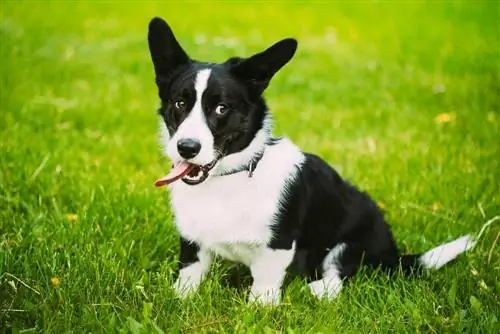 dub cardigan corgi zaum ntawm cov nyom