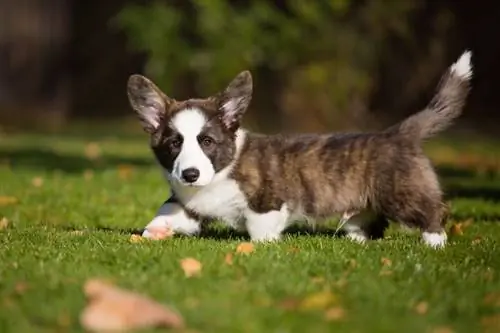 কার্ডিগান brindle corgi