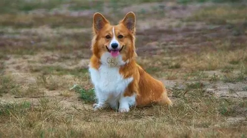 Corgi sitzt auf dem Feld