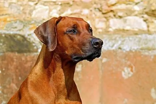 Ridgeback Rhodesia