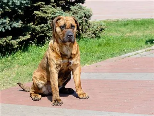 tan perro de presa canario