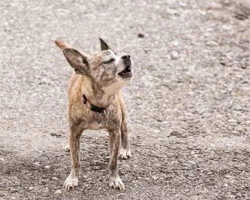 chihuahua ladrando