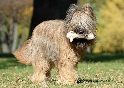 french hyrde briard