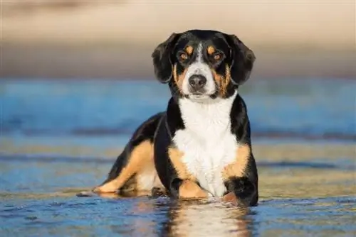 Appenzeller Sennenhund