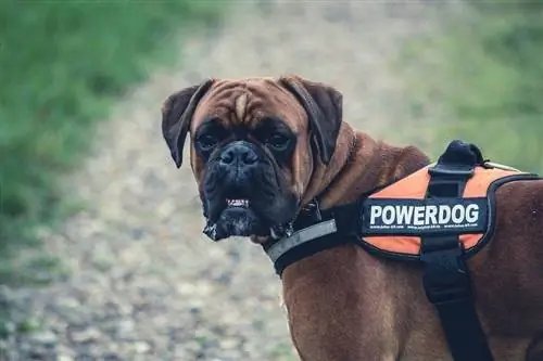 28 razas de perros guardianes que no pierden pelo (con imágenes)