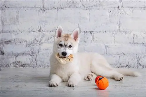 husky syö lehmän korvaa