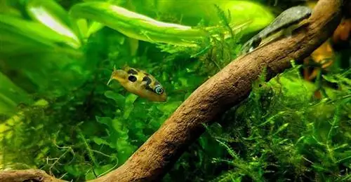 tankda noxud puffer