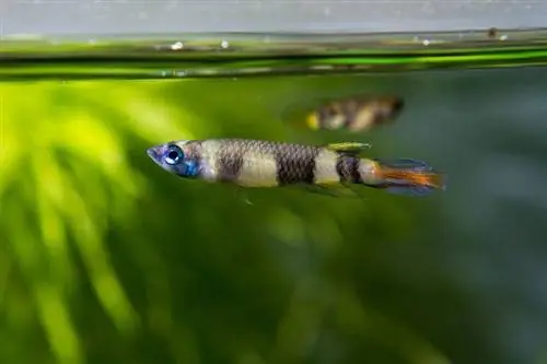 clovn killifish