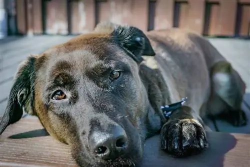 husky noir labsky