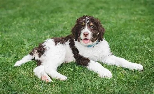 një qenush bernedoodle i shtrirë në bar