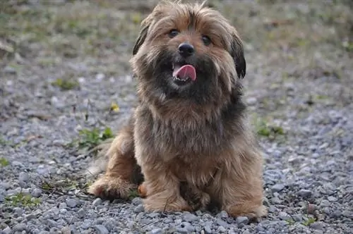 Mistura Yorkie da Pomerânia