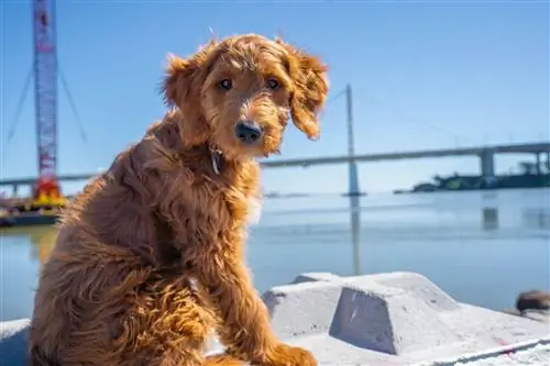 goldendoodle