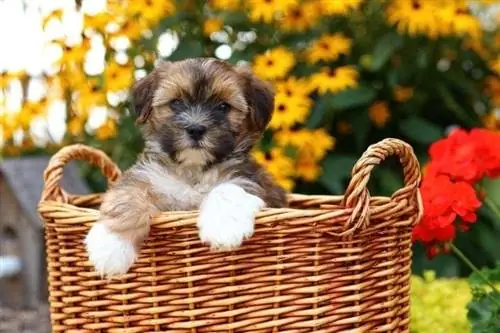 30 adorables perros mestizos: chuchos que conquistarán tu corazón