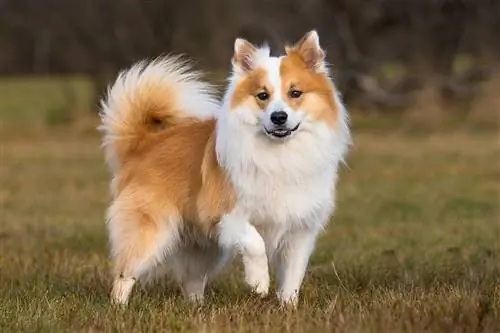 İzlandalı çoban köpeği