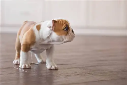 cachorrinho inglês fazendo xixi