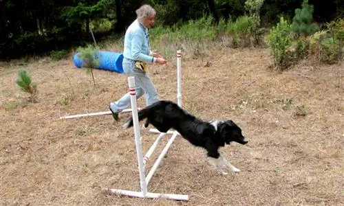 DIY Backyard Playground untuk Anjing Anda oleh Leatherman