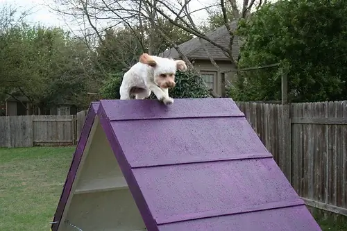 Instructables ұсынған DIY Dog Agility A-Frame