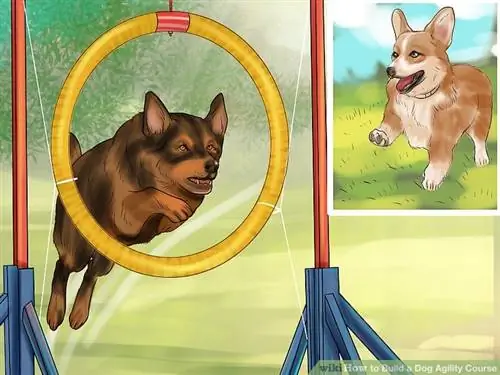 Cómo construir un curso de agilidad para perros por WikiHow