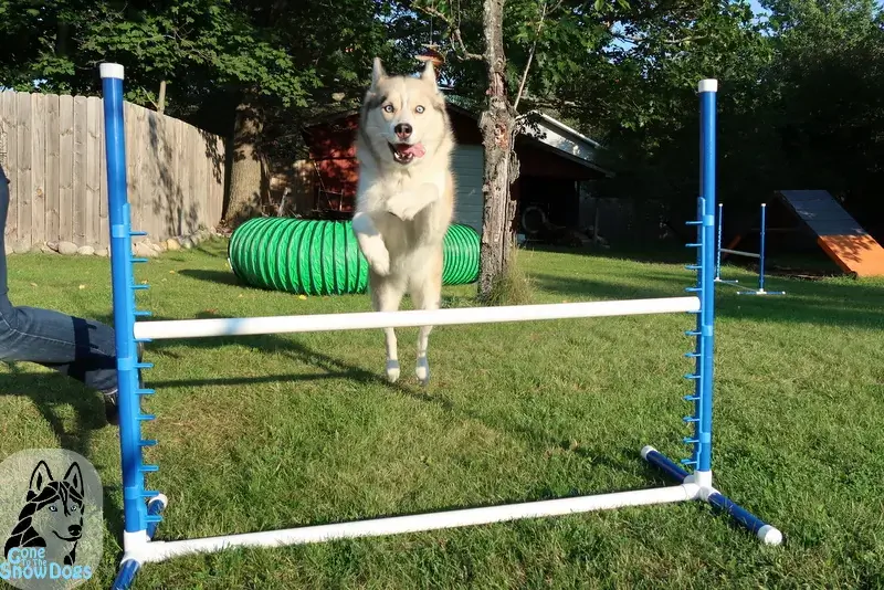 Byg dine egne Agility Jumps fra Gone to the Snow Dogs