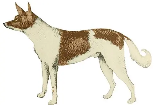 Fuegian Dog izmirusi šķirne