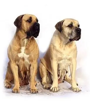 7 Melhores coleiras para cães Mastiff – 2023 Avaliações & Principais escolhas