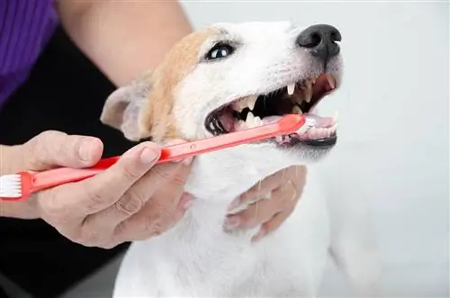 mão escovando os dentes do cachorro