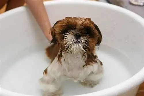 Bagno delle pulci del cane