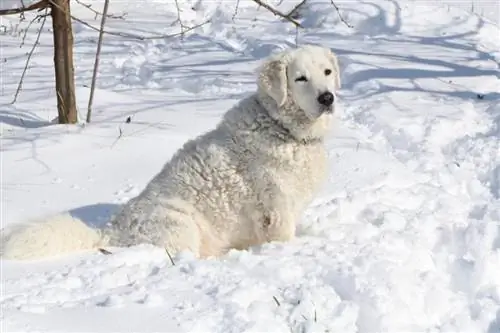 Kuvasz