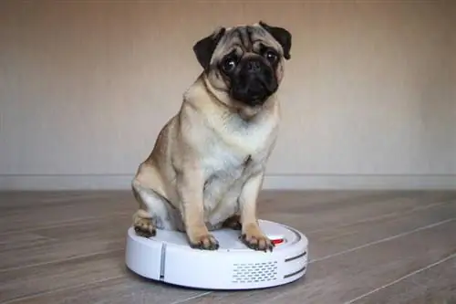 mascota pug está sentada en una aspiradora robot blanca_yekatseryna netuk_shutterstock