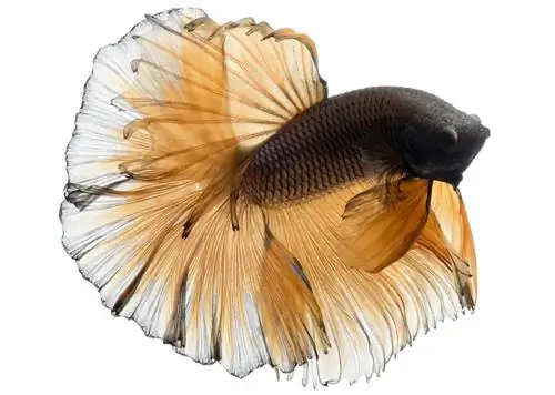 chocolate betta