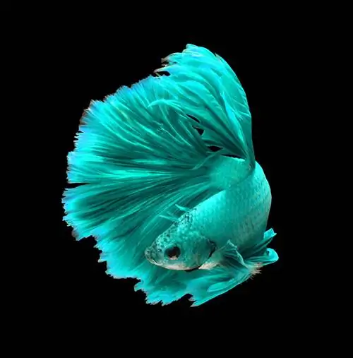 Turquoise joka betta samaki