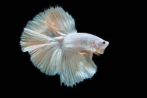 albino betta samaki