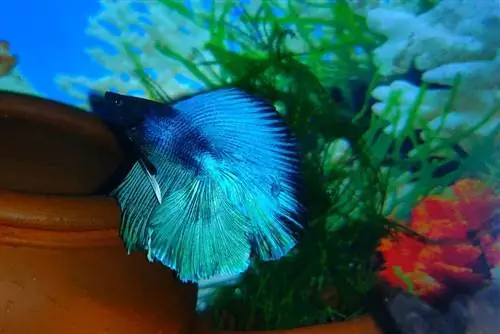 bluu super delta betta samaki