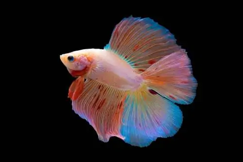 betta splendens yenye mikia miwili