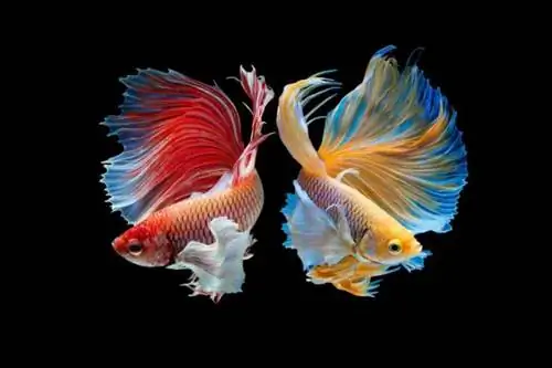 37 Types de Poissons Betta : Races, Motifs, Couleurs & Queues (Avec Photos)