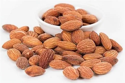 Je! Mbwa Wanaweza Kula Siagi ya Almond