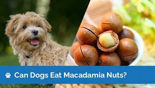 Μπορούν οι σκύλοι να φάνε Macadamia Nuts; Risks & Οδηγός ασφάλειας