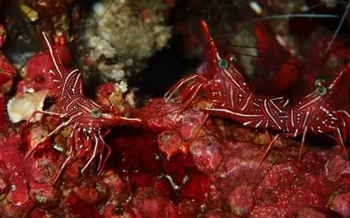 gruppo di gamberetti alla menta piperita su corallo rosso