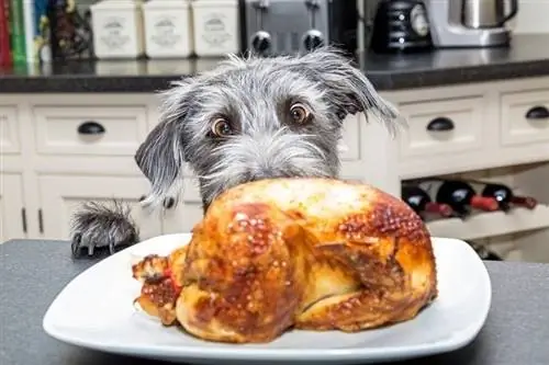 Foto divertente di un cane cattivo con le zampe sul bancone della cucina_susan schmitz_shutterstock