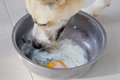 cane mangia uova alla coque_kphrom_shutterstock