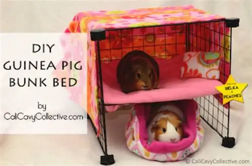 DIY C&C Guinea Pig Bunk txaj