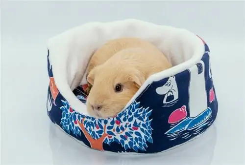 11 DIY Guinea Pig Bed Plans You Can build Today (Nrog duab)