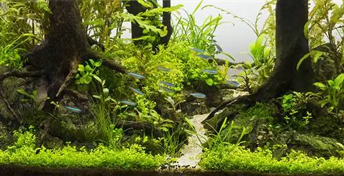 ferskvandsakvarie aquascape