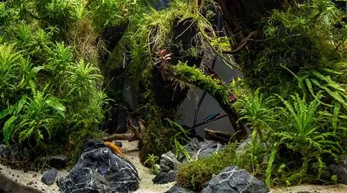 aquascape tropických rýb